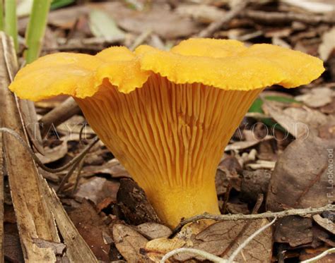 Cantharellus cibarius