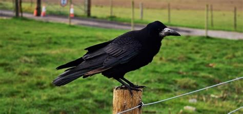 Crows Caw in Field | Free Sound Effects | Animal Sounds