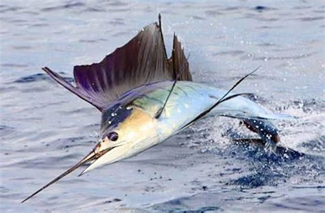 Apa saja Manfaat dan Khasiat Ikan Marlin Biru ? - Diskusi Perikanan - Dictio Community