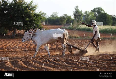 Indian farmer working in his field Andhra Pradesh South India Stock ...