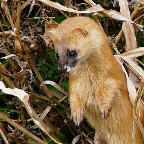 17 Best images about Weasel Family on Pinterest | List of animals, Winter and Royalty free stock ...