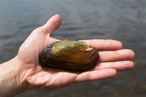 Fresh Water Mussels in the Ottawa River - The Scuba News