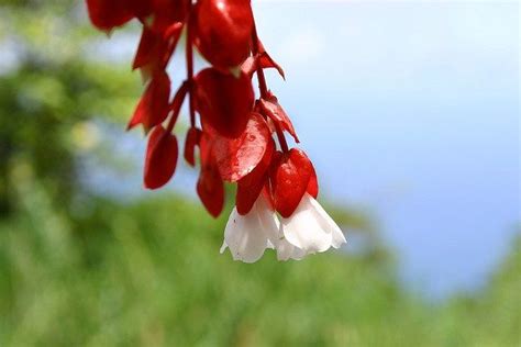 Tagimaucia- Fiji National Flower