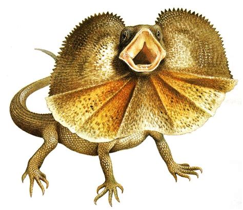 frill necked lizard drawing - Google Search | Aussie 12 days of xmas | Pinterest | Drawings ...