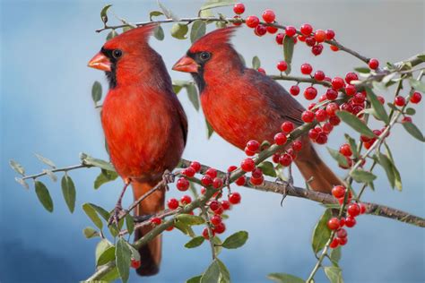 Download Berry Branch Tree Red Bird Animal Cardinal HD Wallpaper by BonBarry