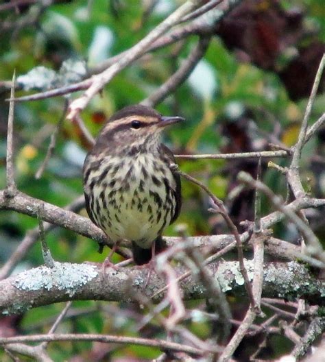 Common Birds of Northeast Tennessee | Our Fine Feathered Friends