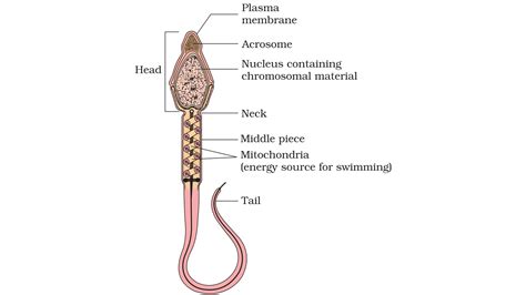 Q18. Explain the structure of human sperm with a neat labelled diagram.