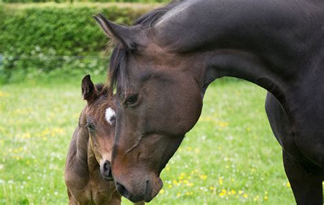 Breeding from older mares – is it a good idea and other helpful advice