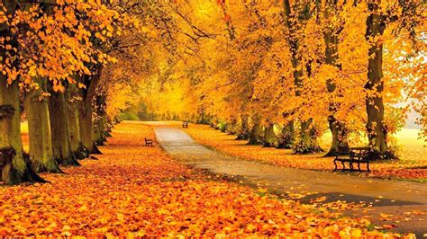 Autumn Leaves At The Park Path Wallpapers - Wallpaper Cave