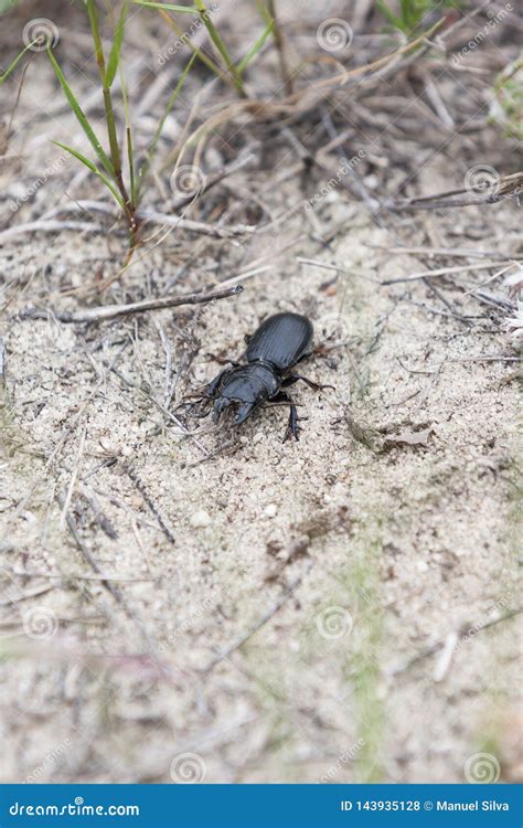 Black Beetle in Natural Environment. Stock Photo - Image of fauna, beautiful: 143935128