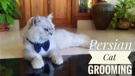 Persian Cat Grooming /Cat spa/Pet care #persiancat #cat #ytviral #grooming #petgrooming # ...