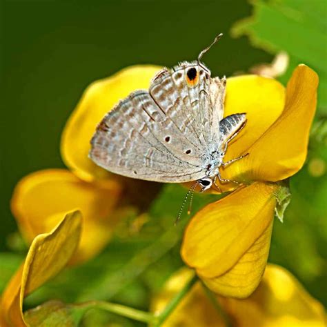 Partridge Pea Seeds - Chamaecrista Fasciculata Flower Seed