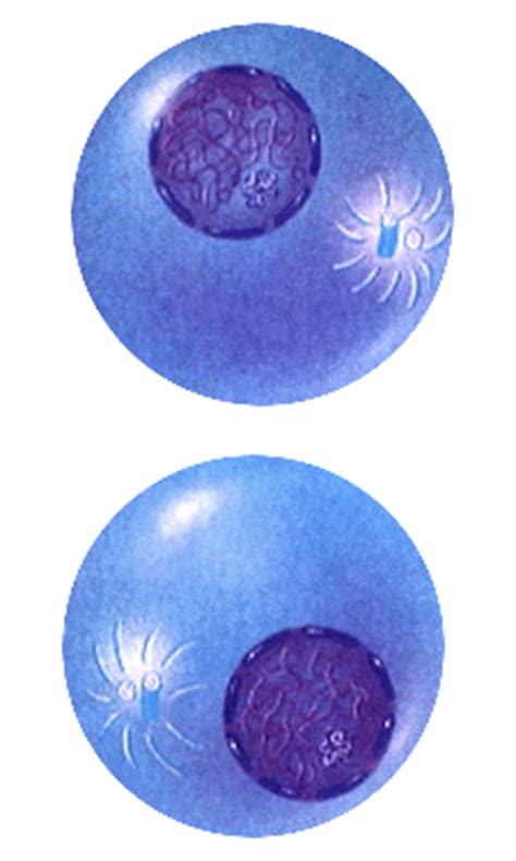 Telophase & Cytokinesis