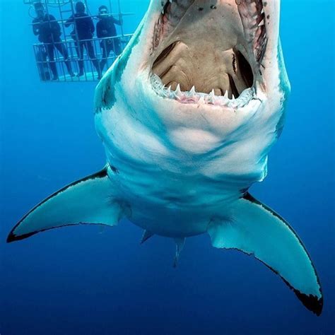 A female great white #shark inspecting a... - ข่าวด่วนทันเหตุการณ์ ...