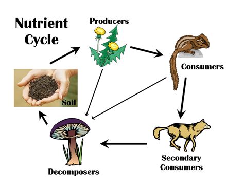 Pin on decomposers