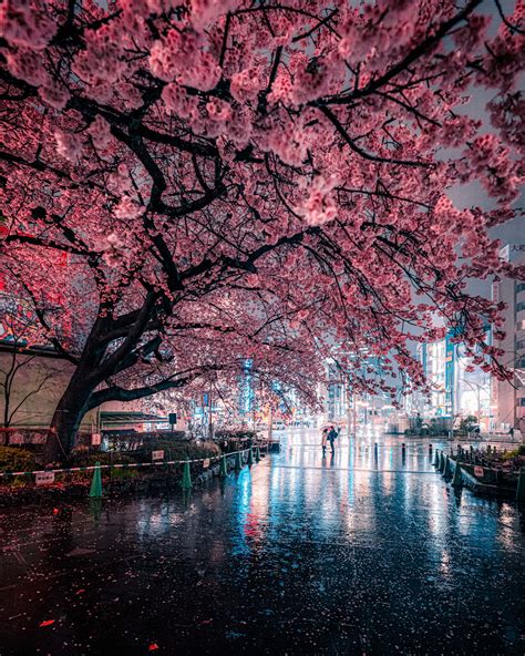 Download Captivating night view of pink cherry blossom trees Wallpaper ...