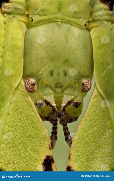 Close-up of Phyllium Giganteum, Leaf Insect Walking Leave Stock Photo - Image of indoors, studio ...