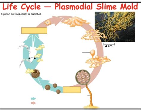 Plasmodial Slime Mold Life Cycle Quiz