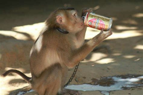 Lil monkey drink beer!