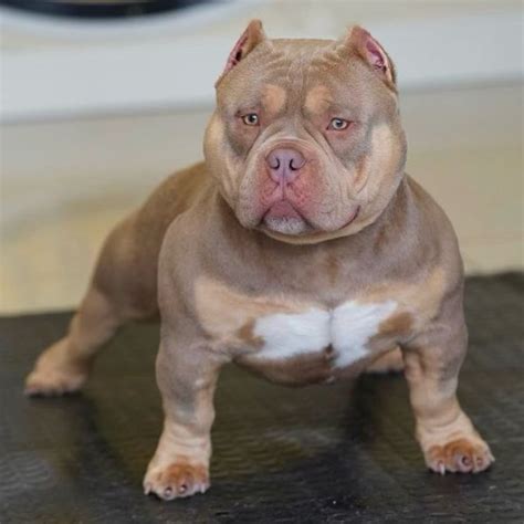 Micro Bully: The Miniature American Bully Breed Guide