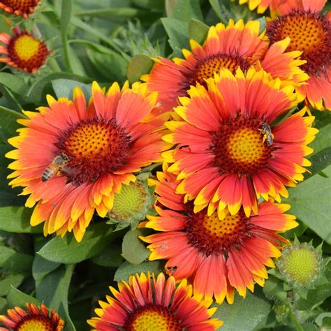 Blanket Flower, Arizona Sun (Gaillardia) - TheTreeFarm.com