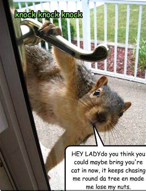 squirrel funny - Animal Humor Photo (20272041) - Fanpop