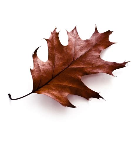 Free photo: Brown Leaf - Backlit, Brown, Dim - Free Download - Jooinn