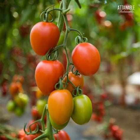 Your Guide to Growing Great Roma Tomatoes