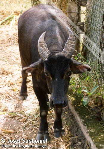 Tamaraw (Bubalus mindorensis) - Quick facts