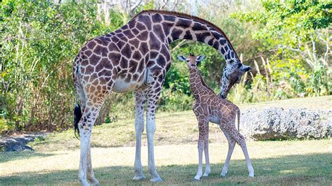 Latest Baby Giraffes Born at Zoo Miami – NBC 6 South Florida