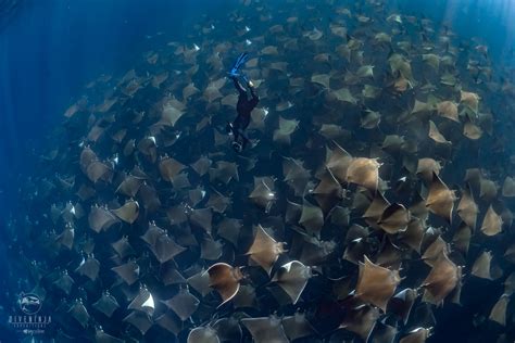 The Magnificent Mobula Rays of Baja California Mexico