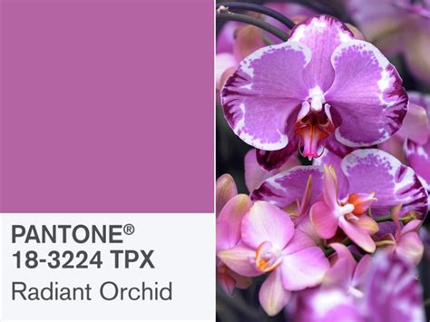 Pantone's Radiant Orchid is 2014's Color of the Year