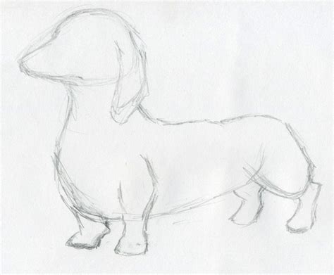 Dog Sketches For Inspiration