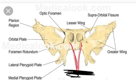 Sphenoid bone Flashcards | Quizlet