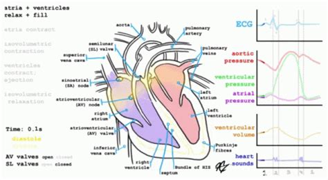 Heart Beat Anatomy Of Heart GIF - Heart Beat Anatomy Of Heart - Discover & Share GIFs | Cardiac ...