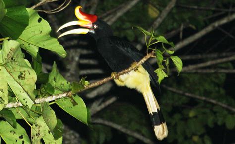 Birds of Sabah (P-S) - MySabah.com