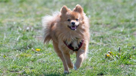 Papillon Pomeranian Mix: Everything You Need to Know - Tcrascolorado