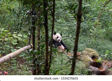 Giant Panda Conservation Center Chengdu China Stock Photo 1534270655 ...