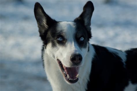 Husky-Border-Collie-Mix Foto & Bild | tiere, haustiere, hunde Bilder auf fotocommunity