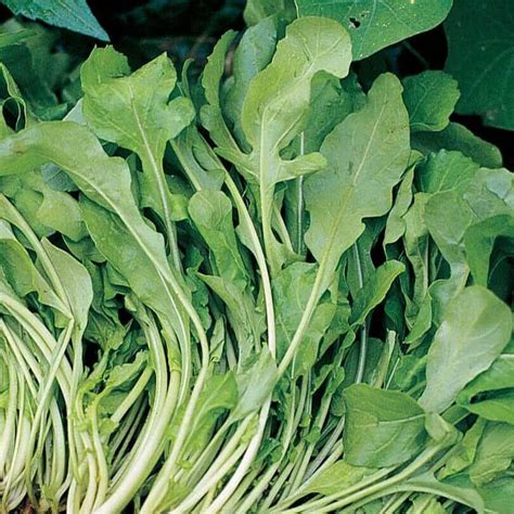 Wild Roquette Arugula Seeds (Aimers International) 2705 | OSC Seeds