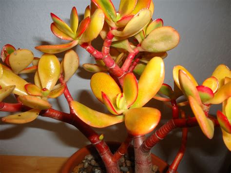 Correct Crassula ID's?? - Cacti & Succulents Forum - GardenWeb | Cacti ...