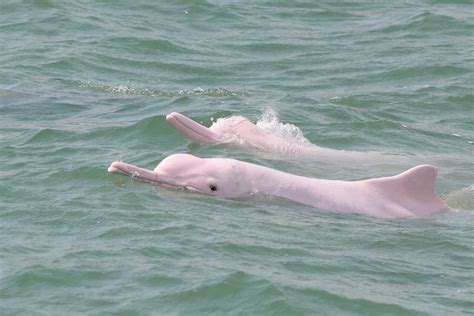 Saving Hong Kong’s Chinese White Dolphins | WWF Hong Kong