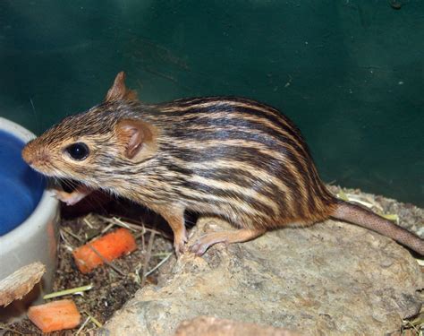 Foto: El diminuto ratón chino | Estas son especies de ratón más populares que viven en los ...