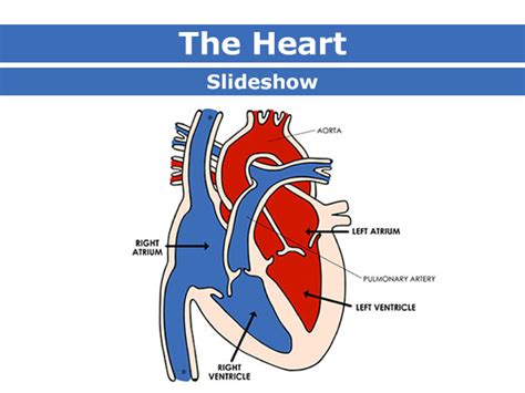 Body Basics: The Heart (Slideshow) – Kidshealth | Akron Children's