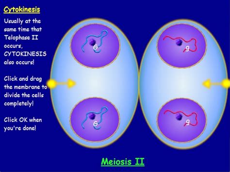 Snurfle Meiosis for iOS Game Reviews