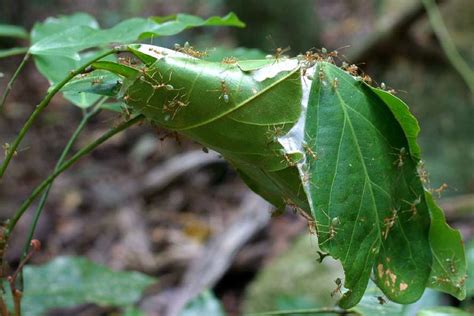 A leaf-nest of Oecophylla smaragdina, Cape Tribulation, North ...