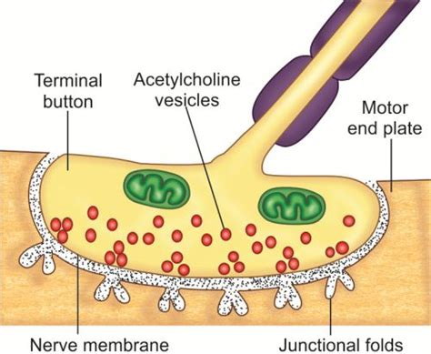 Neuromuscular junction transmission defect Treatment in India ...