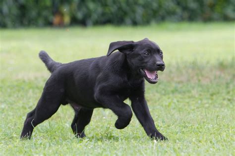 Labrador Puppy Training Schedule: Month-by-Month Training - World of Dogz