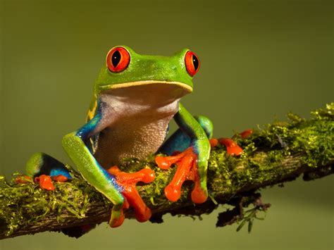 The Red-Eyed Tree Frog | 10 World's Most Amazing Frogs!