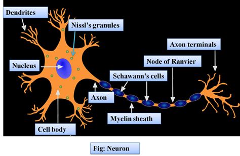 Neuron Cell Structure